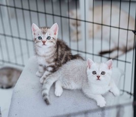 animaux