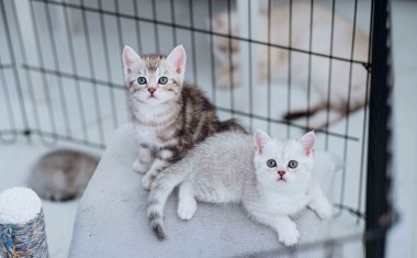 animaux