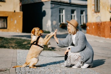 Un chien joue avec sa maîtresse