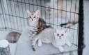 animaux